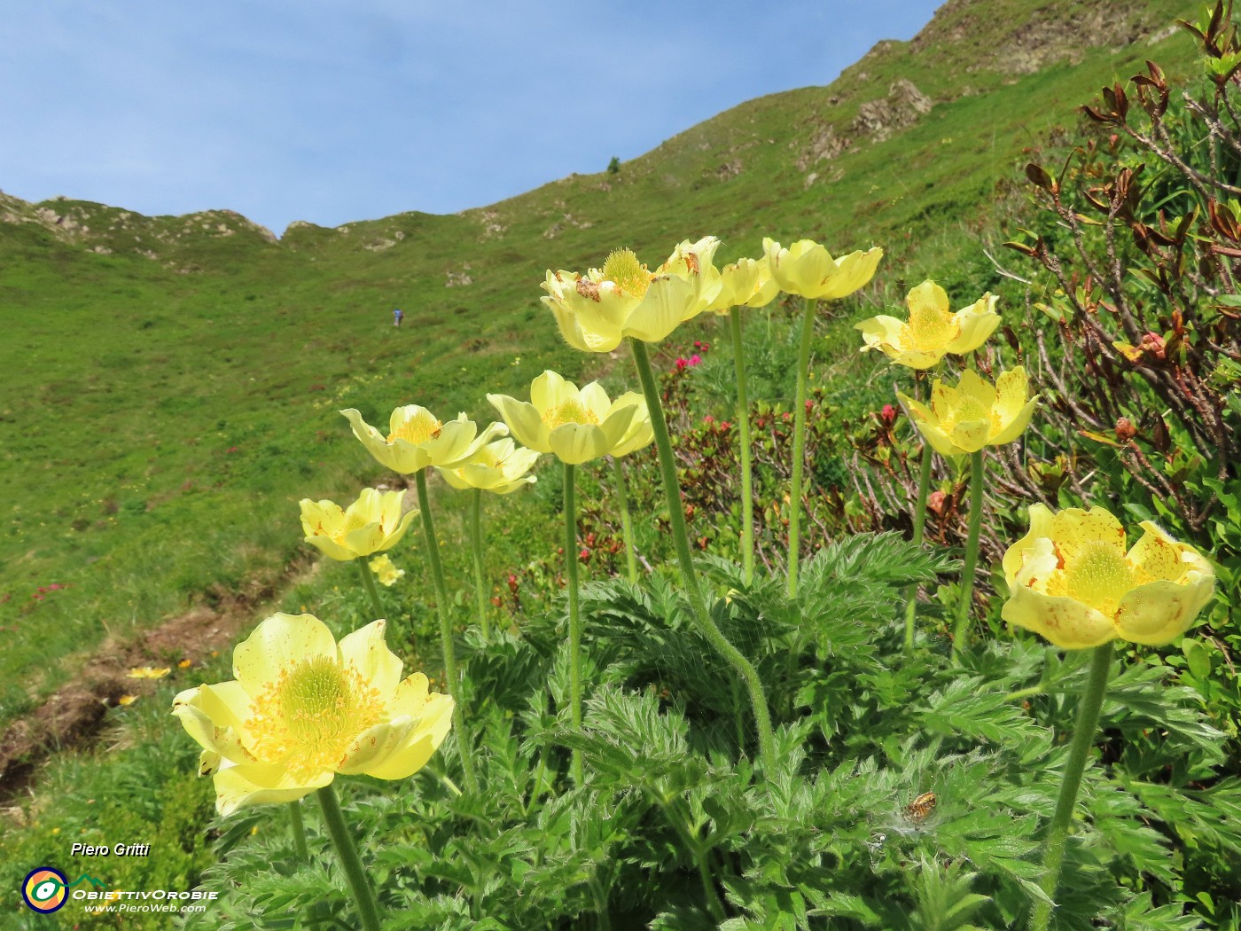 30 Gialla  Pusatilla alpina sulphurea con vista in Forcella Rossa !.JPG
